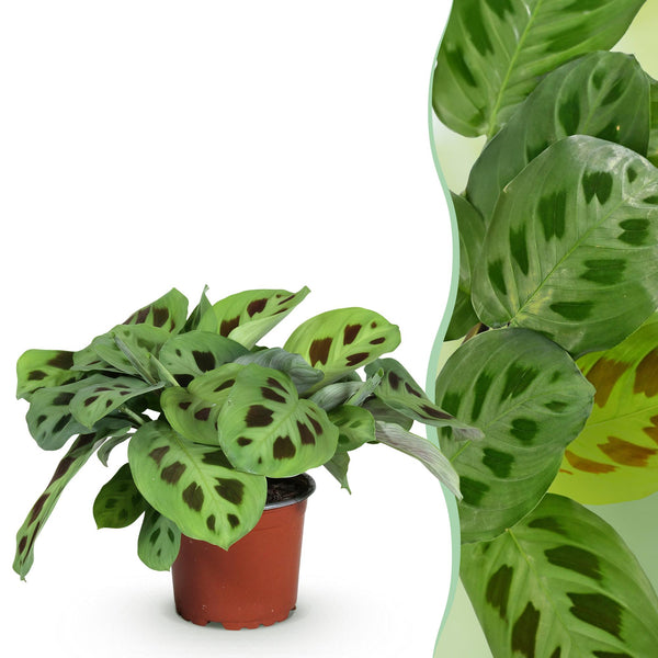 Zebraplant - Maranta Fascinator Kerchoveana - Ø12cm - ↕25cm