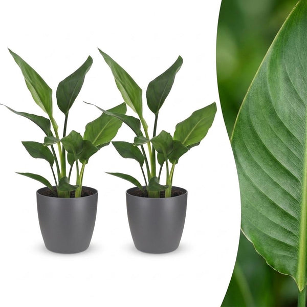 2x Paradijsvogelplant - Strelitzia Reginea - incl. Elho Potter - grijs - Ø12cm - ↕35cm