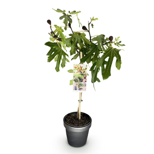 Vijgenboom op stam - Ficus carica Little Miss Figgy - Ø19cm - ↕90cm