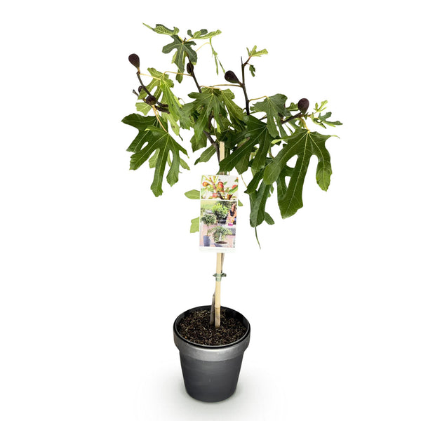 Vijgenboom op stam - Ficus carica Little Miss Figgy - Ø19cm - ↕90cm