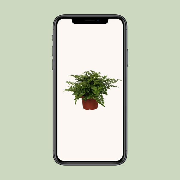 Tongvaren - Asplenium Parvati - Ø12cm - ↕25cm