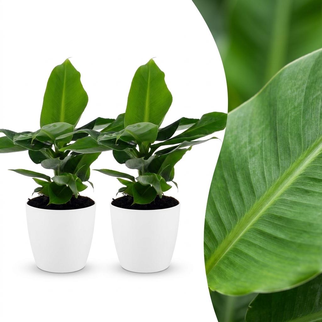 2x Bananenplant - Musa Oriental Dwarf - incl. Elho Potter - wit - Ø12cm - ↕30cm