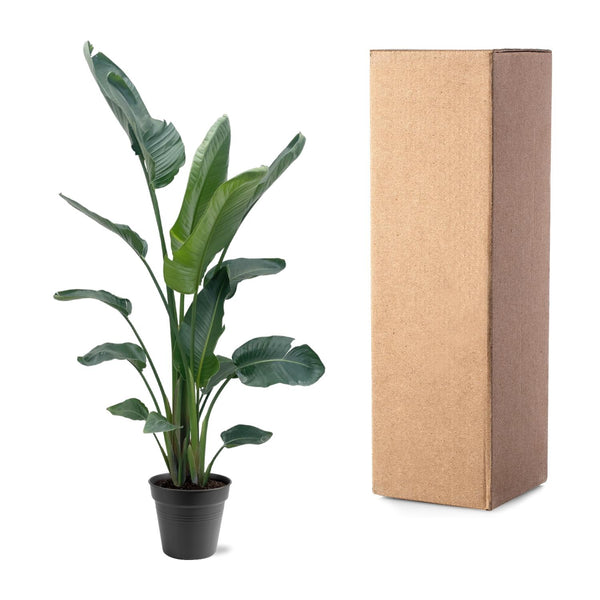 Witte paradijsvogelplant - Strelitzia nicolai - Ø34cm - ↕190-225cm