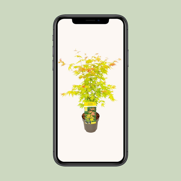 Japanse Esdoorn - Acer palmatum Orange Dream - Ø19cm - ↕50cm