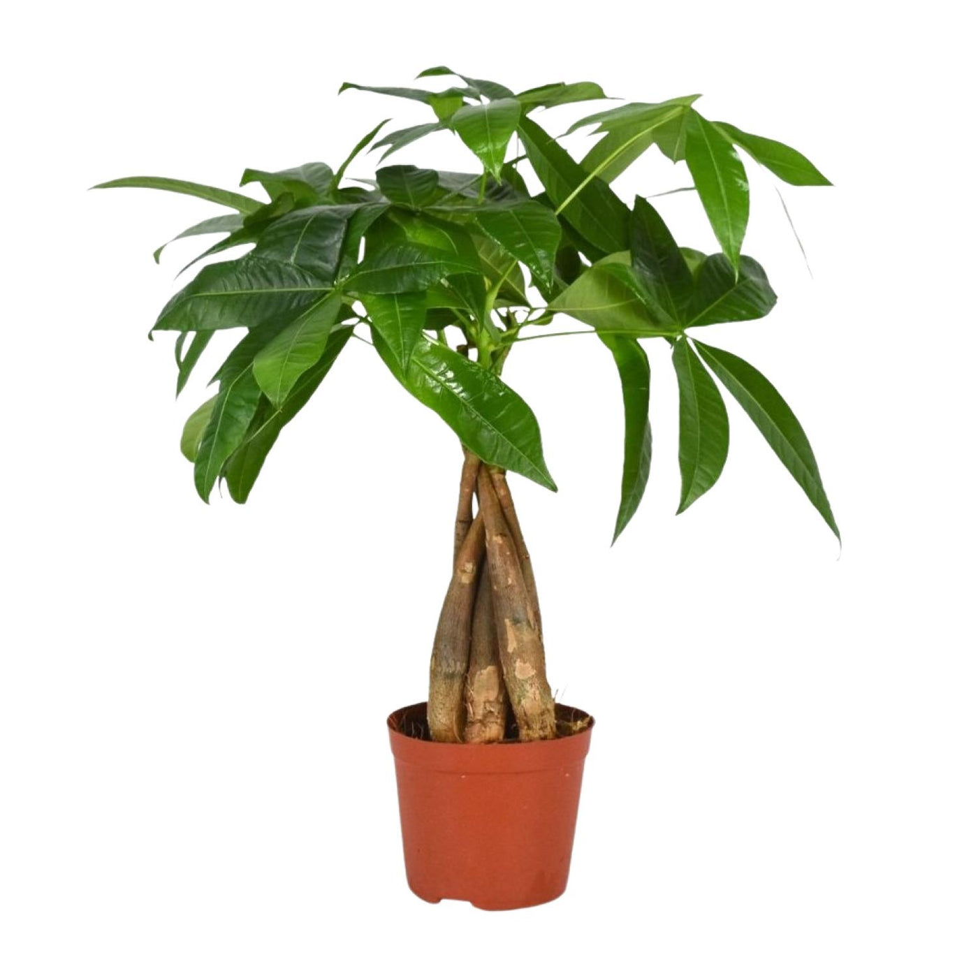Geldboom - Pachira aquatica - Ø12cm - ↕35cm