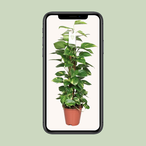 Pothos - Epipremnum pinnatum mosstok - Ø19cm - ↕80cm