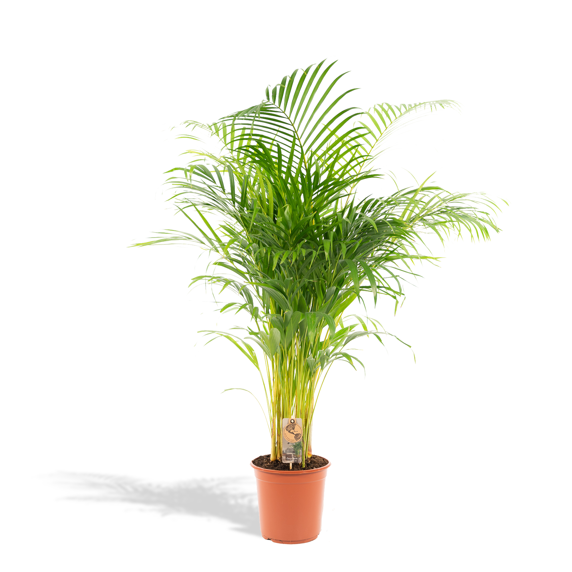 Arecapalm - Areca palm - Ø21cm - ↕130cm