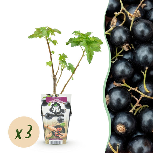 Zwarte bes - Ribes nigrum Titania - Ø9cm