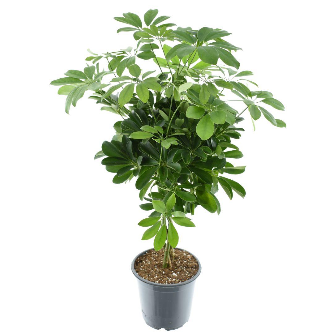 Vingerboom - Schefflera Compacta Nora - Ø21cm - ↕75cm