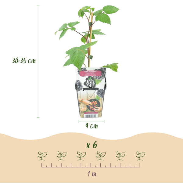 Bramenplant - Rubus Black Satin - Ø9cm