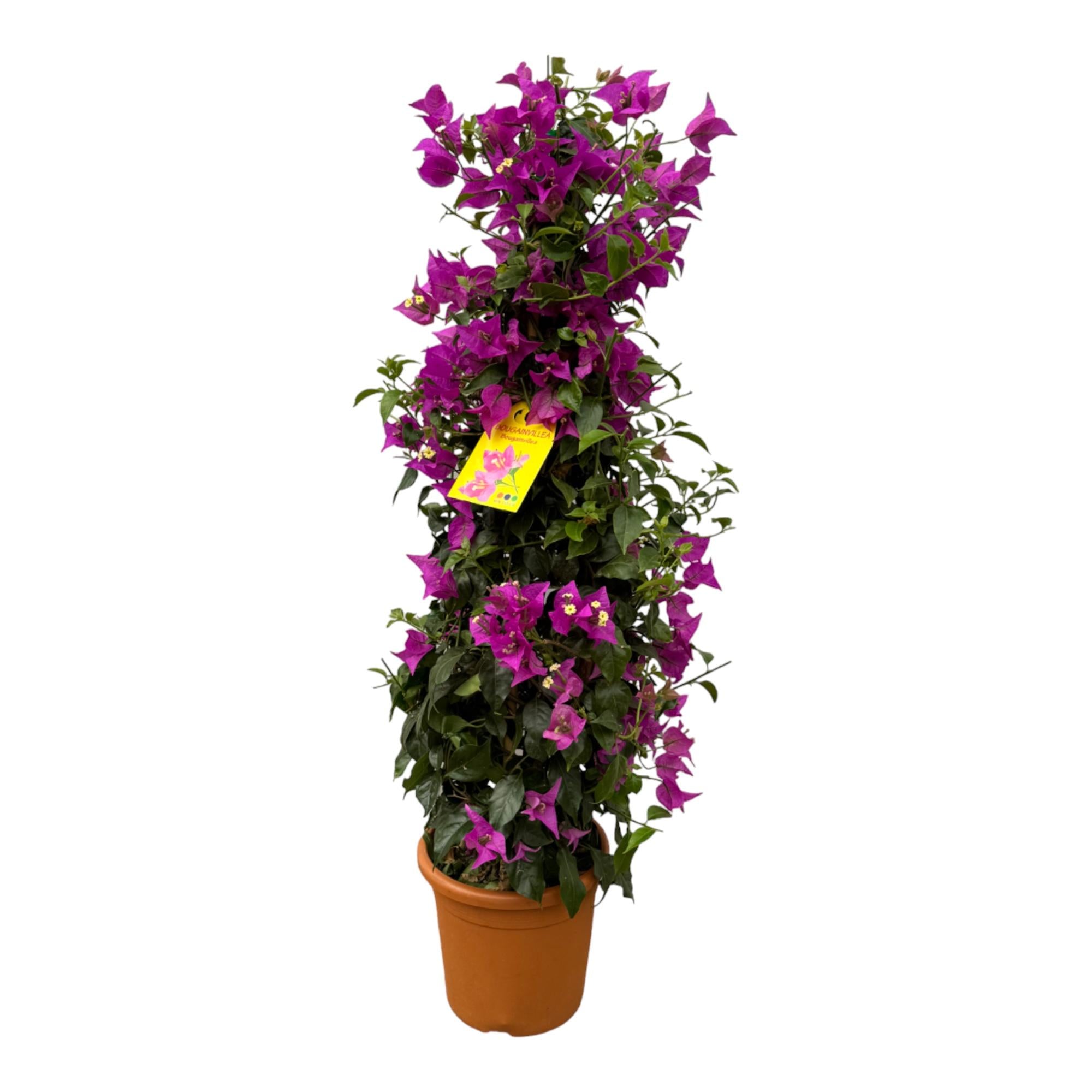 Bougainvillea pyramide - Ø17cm - ↕80cm