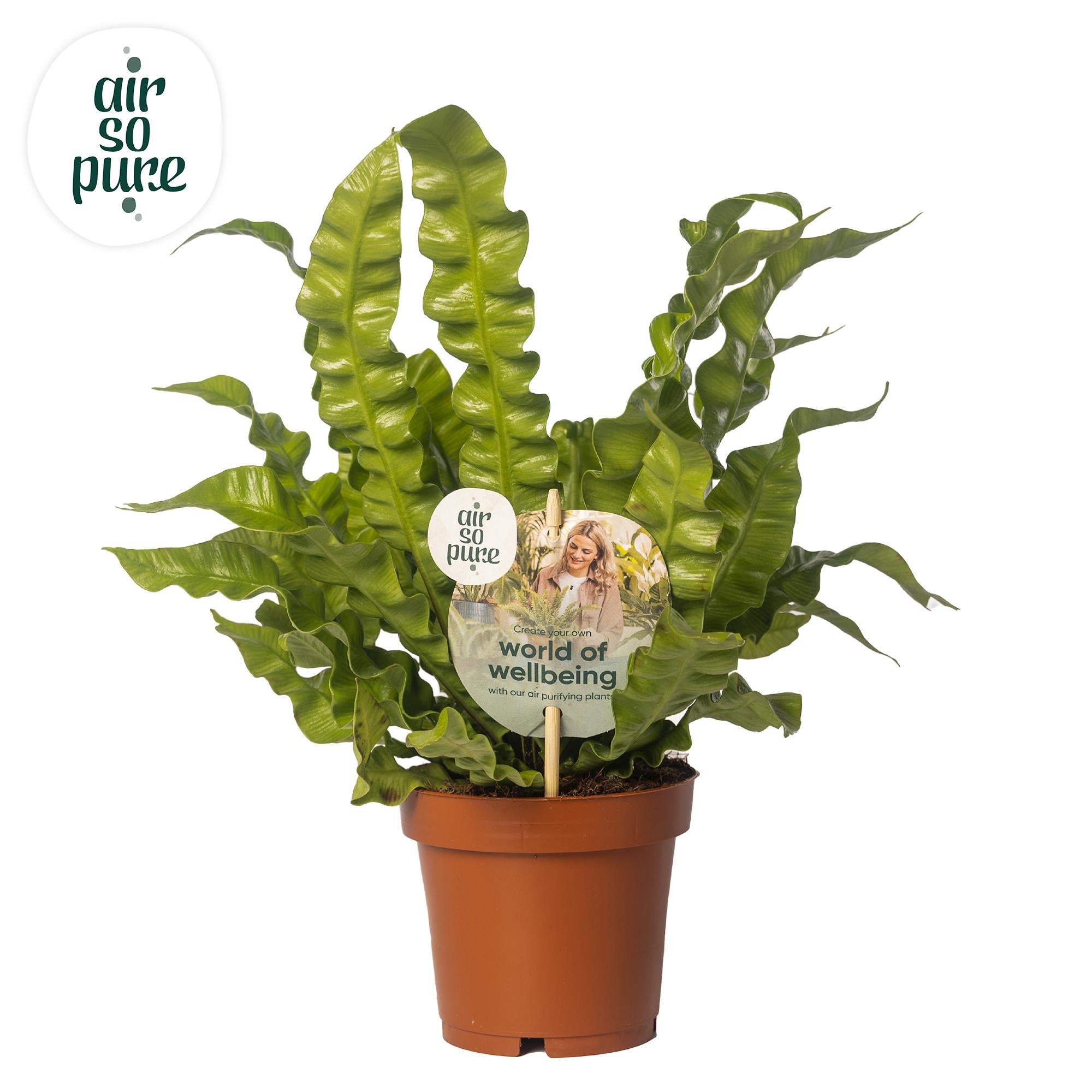 Tongvaren - Asplenium Crispy Wave - Ø12cm - ↕25cm