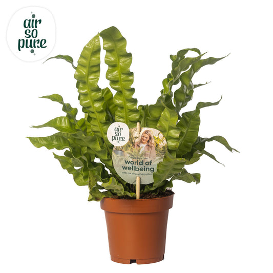 Tongvaren - Asplenium Crispy Wave - Ø12cm - ↕25cm