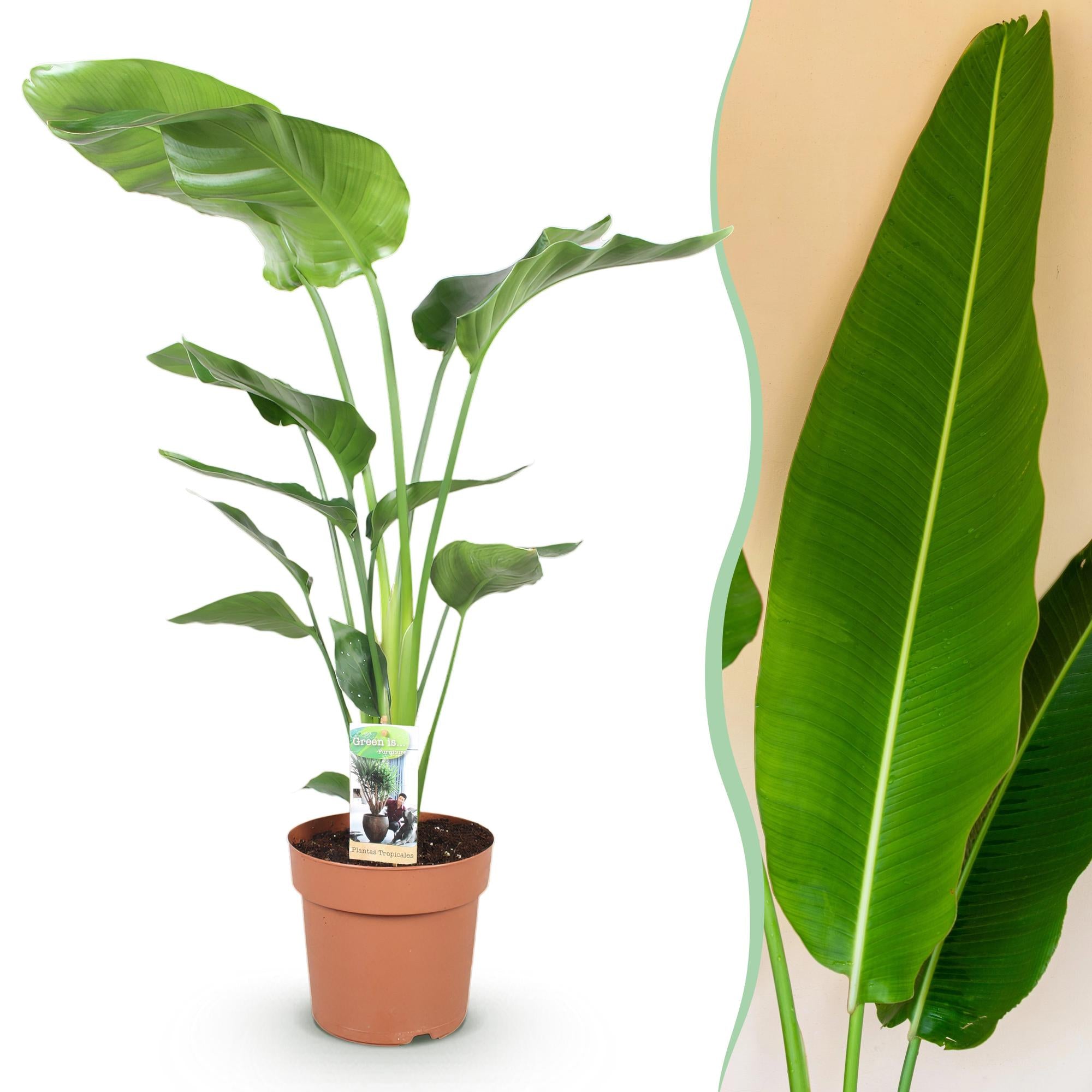 Witte paradijsvogelplant - Strelitzia nicolai - Ø21cm - ↕110-120cm