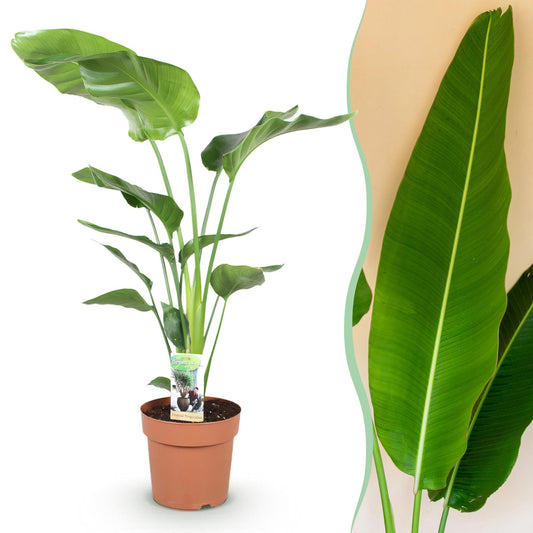 Witte paradijsvogelplant - Strelitzia nicolai - Ø21cm - ↕110-120cm