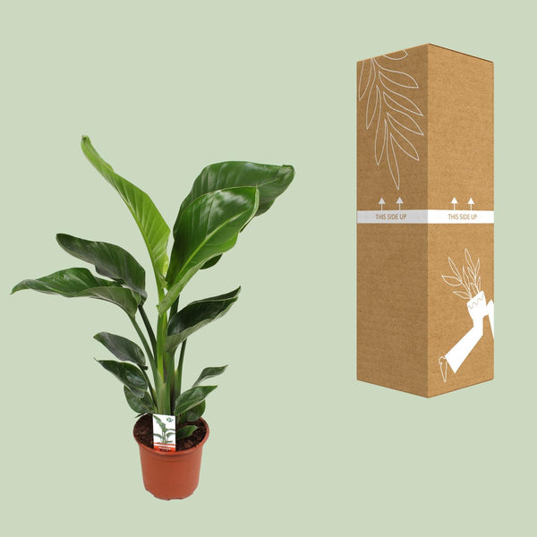 Witte paradijsvogelplant - Strelitzia nicolai - Ø17cm - ↕70cm