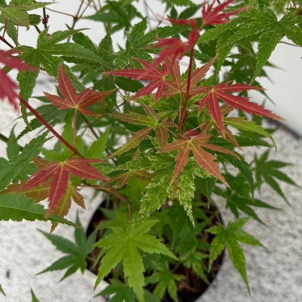 Japanse Esdoorn - Acer palmatum Phoenix - Roze - Ø12cm - ↕35cm