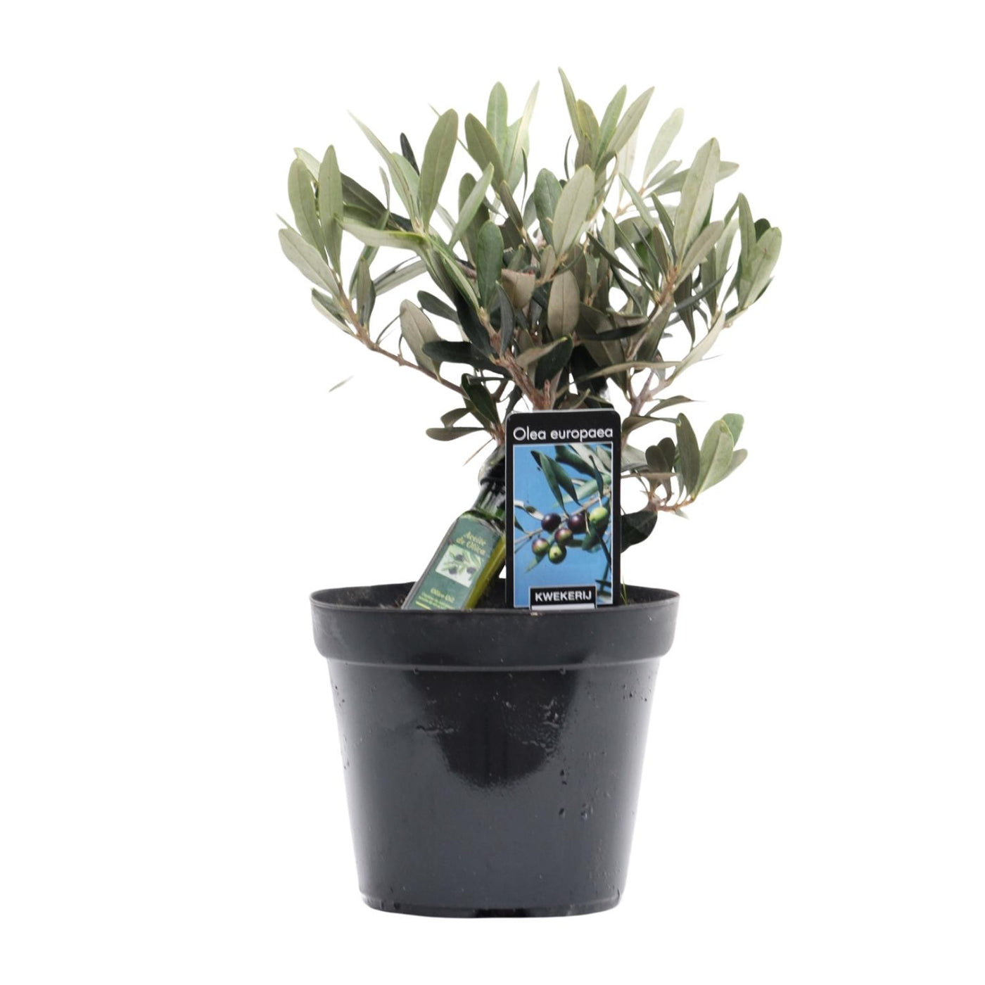 Olijfboom Olea europaea klein, zilvergroen blad in kwekerspot