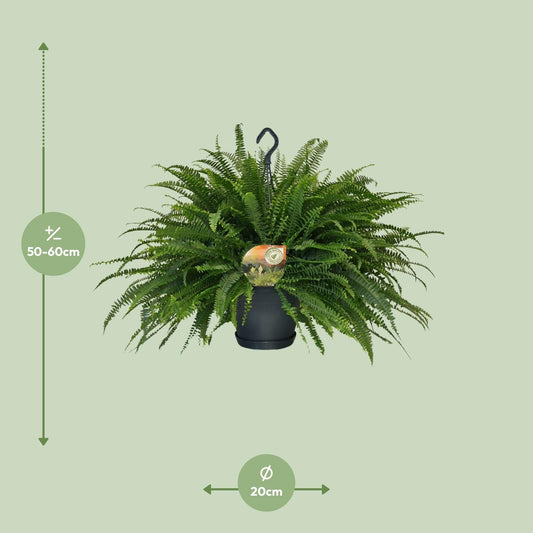 Hangende Varen - Nephrolepis Green Lady - Ø20cm - ↕60cm