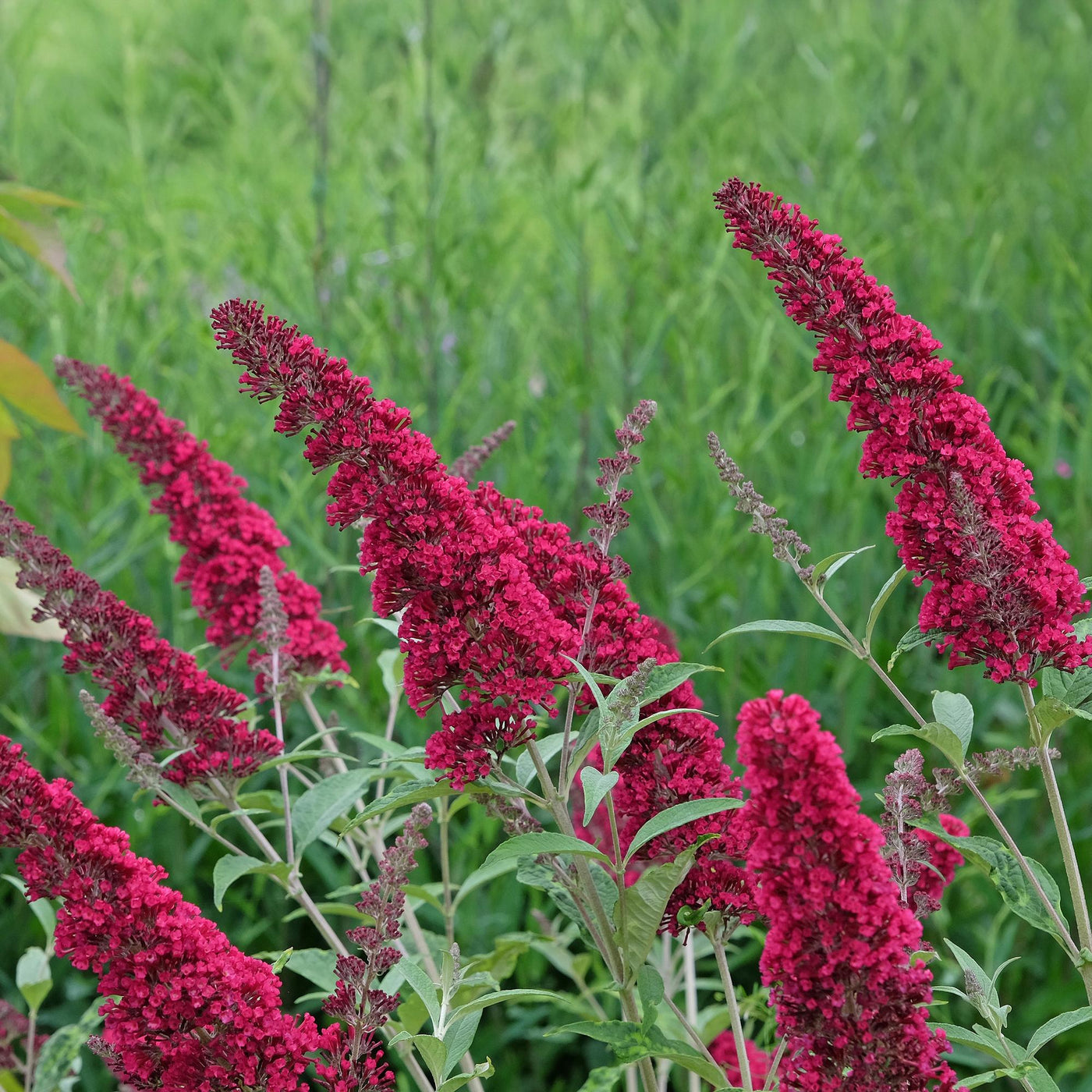 Vlinderstruik - Buddleja davidii 'Royal Red' - rood - Ø17cm - ↕45cm