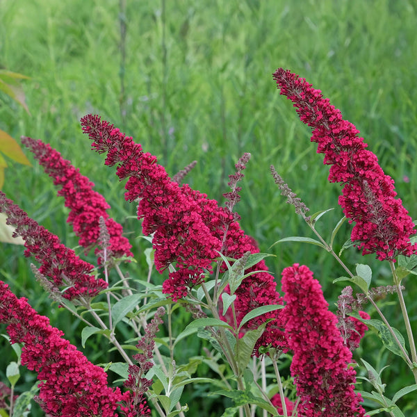 Vlinderstruik - Buddleja davidii 'Royal Red' - rood - Ø17cm - ↕45cm