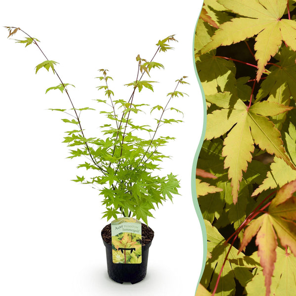 Japanse Esdoorn - Acer palmatum Summergold - Geel - Ø19cm - ↕70cm