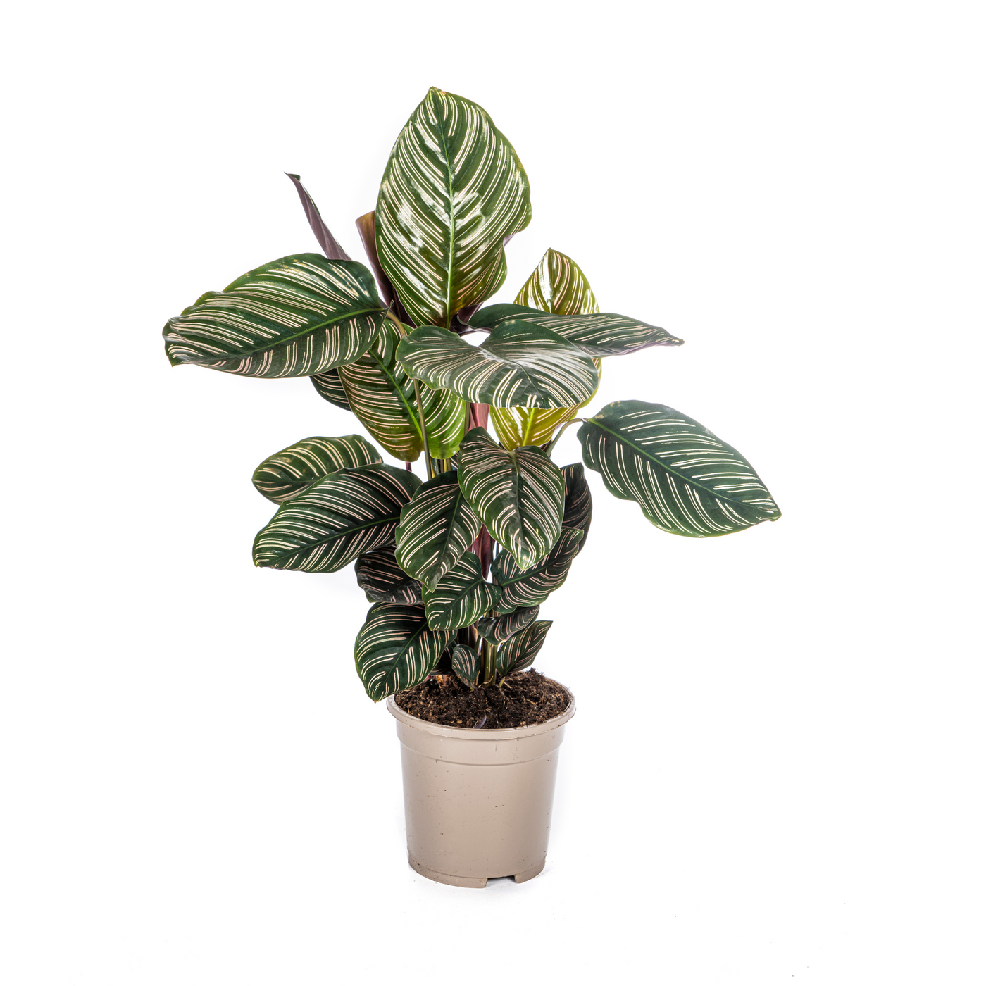 Pauwenplant - Calathea ornata 'Sanderiana' - Ø17cm - ↕45cm