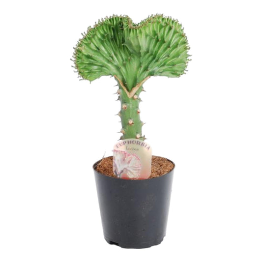 Wolfsmelk - Euphorbia lactea Cristata groen - Ø12cm - ↕35cm
