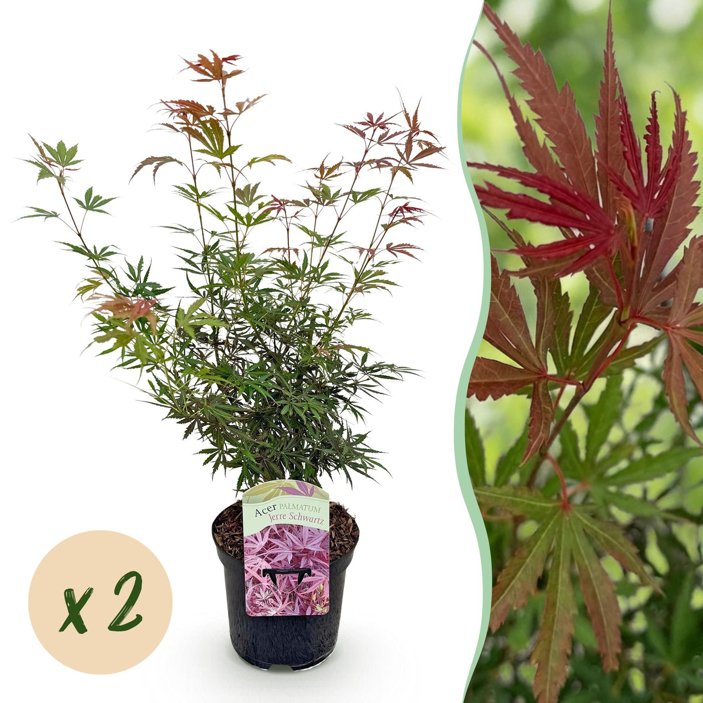 Japanse esdoorn - Acer palmatum 'Jerre Schwartz' - Ø19cm - ↕70cm