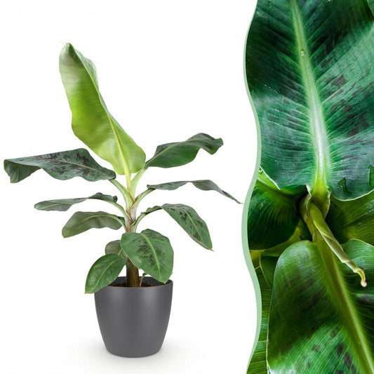 Bananenplant - Musa acuminata Dwarf Cavendish - Ø21cm - ↕70-75cm