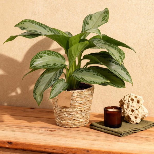 Zilverblad - Aglaonema Silver Bay - Ø17cm - ↕70-75cm