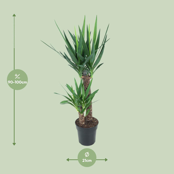 Palmlelie - Yucca elephantipes - Ø21cm - ↕100cm