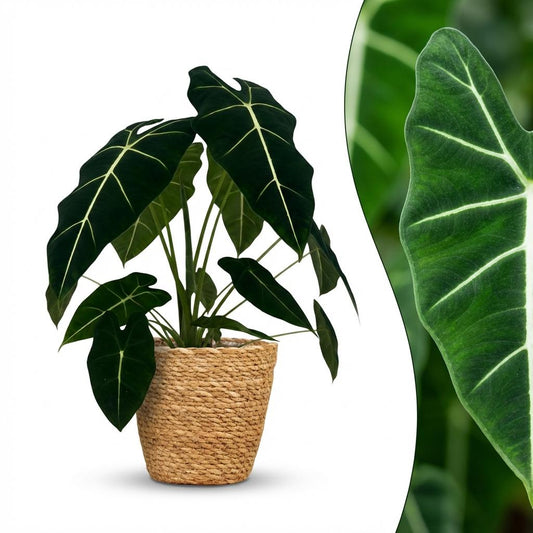 Olifantsoor - Alocasia Frydek - Ø19cm - ↕60cm