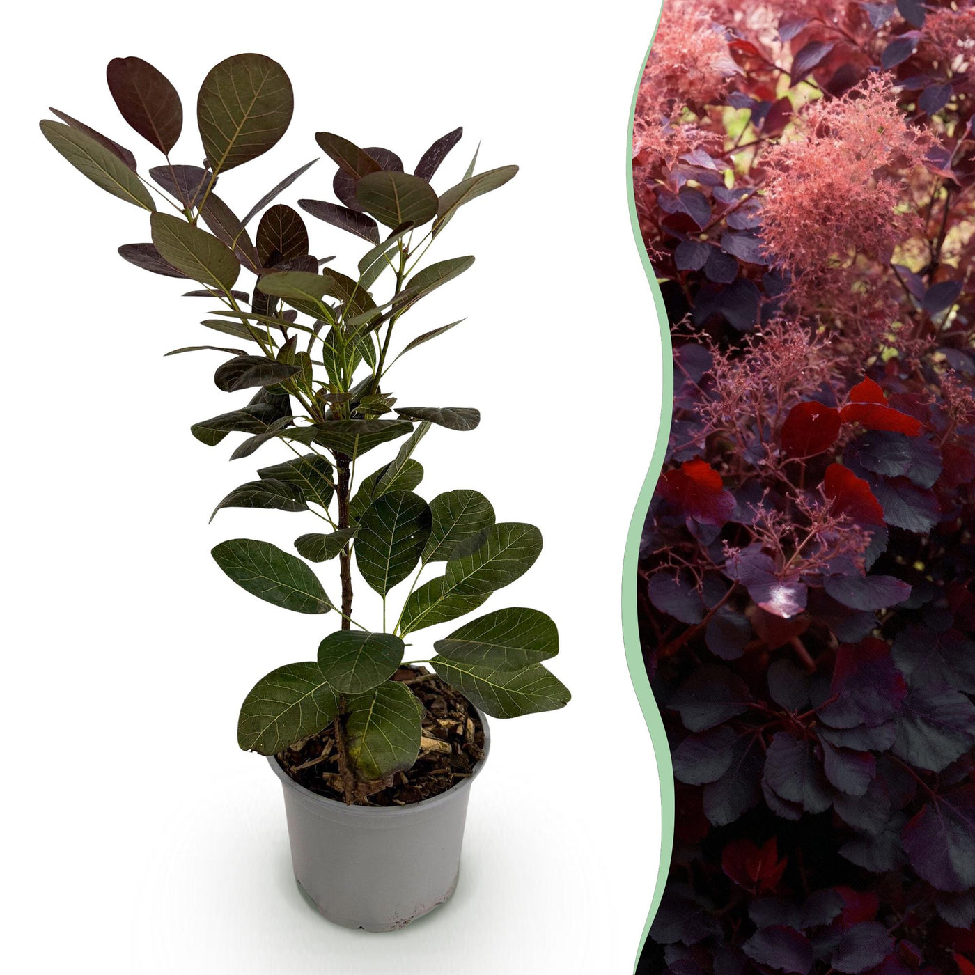 Pruikenboom - Cotinus coggygria Royal Purple - paars - Ø12cm - ↕35cm