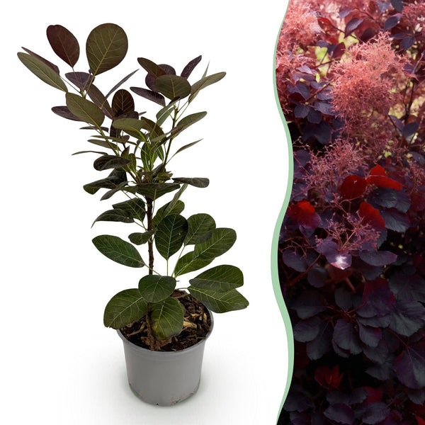 Pruikenboom - Cotinus coggygria Royal Purple - paars - Ø12cm - ↕35cm