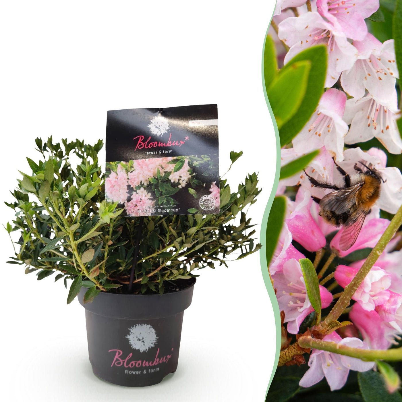 Dwergrhododendron - Rhododendron 'Bloombux' - lichtroze - Ø17cm - ↕30-40cm