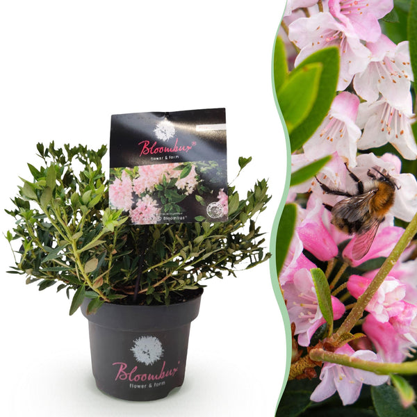 Dwergrhododendron - Rhododendron 'Bloombux' - lichtroze - Ø17cm - ↕30-40cm