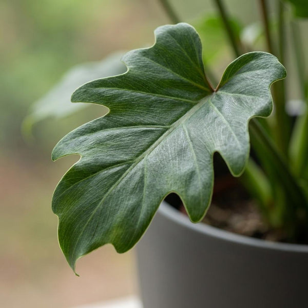 Philodendron Xanadu - Ø19cm - ↕60cm