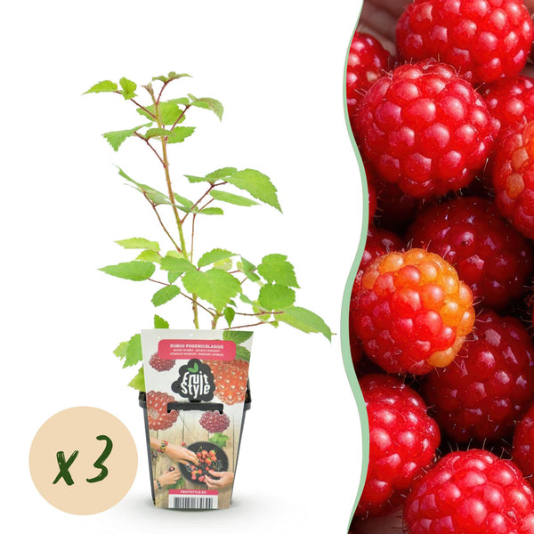 Japanse wijnbes - Rubus Phoenicolasius - Ø9cm