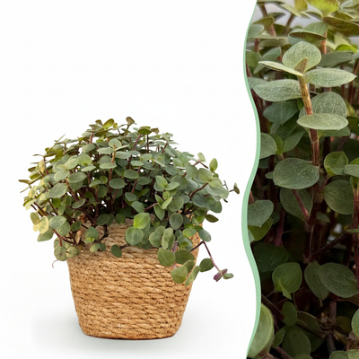 Kruipplantje - Callisia repens - incl. mand - Ø12cm - ↕18cm