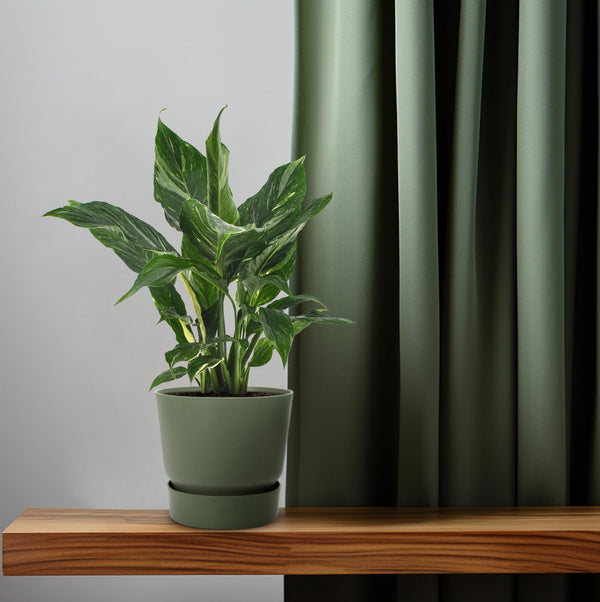 Lepelbloem - Spathiphyllum Diamond - Ø12cm - ↕40cm