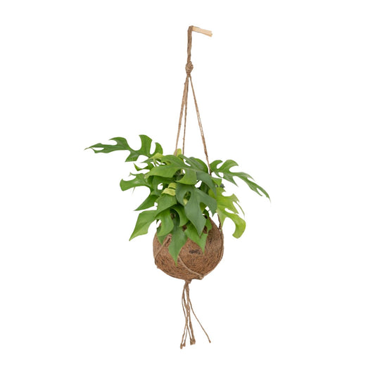 Gatenplant - Kokodama Monstera Minima Hang - Ø15cm - ↕25cm