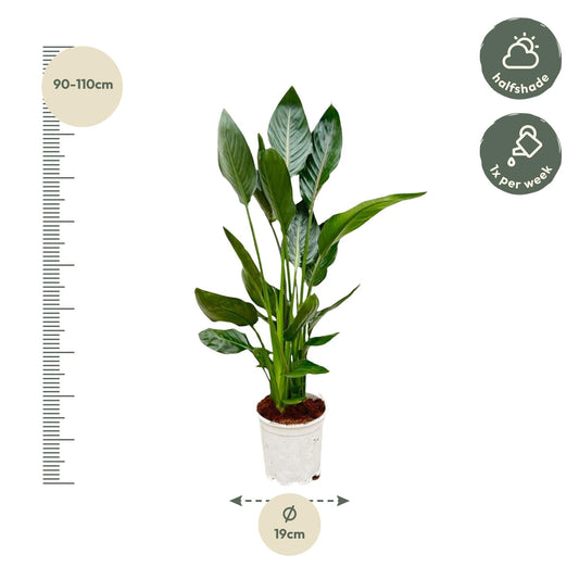 Paradijsvogelplant - Strelitzia reginae - Ø21cm - ↕120cm
