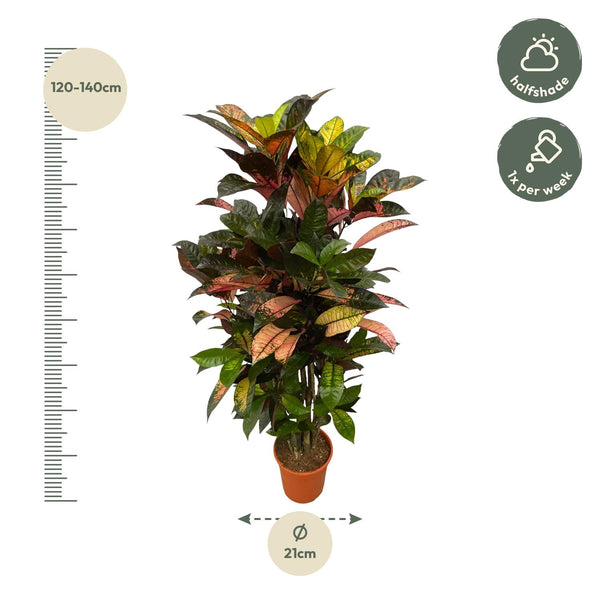 Croton - Codiaeum Iceton vertakt - Ø24cm - ↕100cm