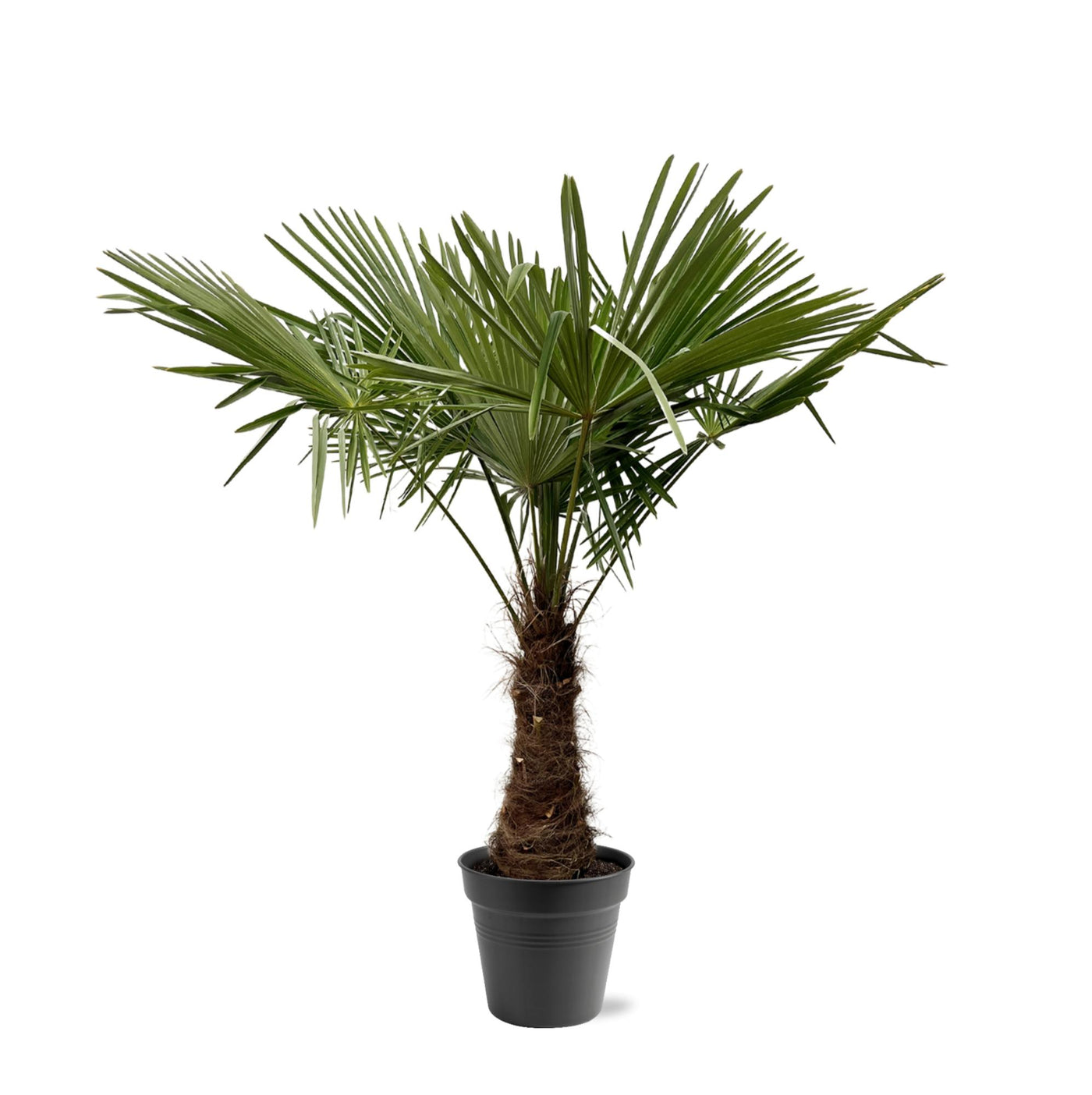 Chinese waaierpalm - Trachycarpus Fortuneii - ↕240cm