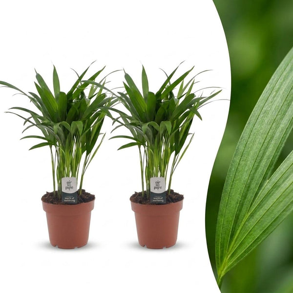 2x Arecapalm - Areca Lutescens - Ø12cm - ↕45cm