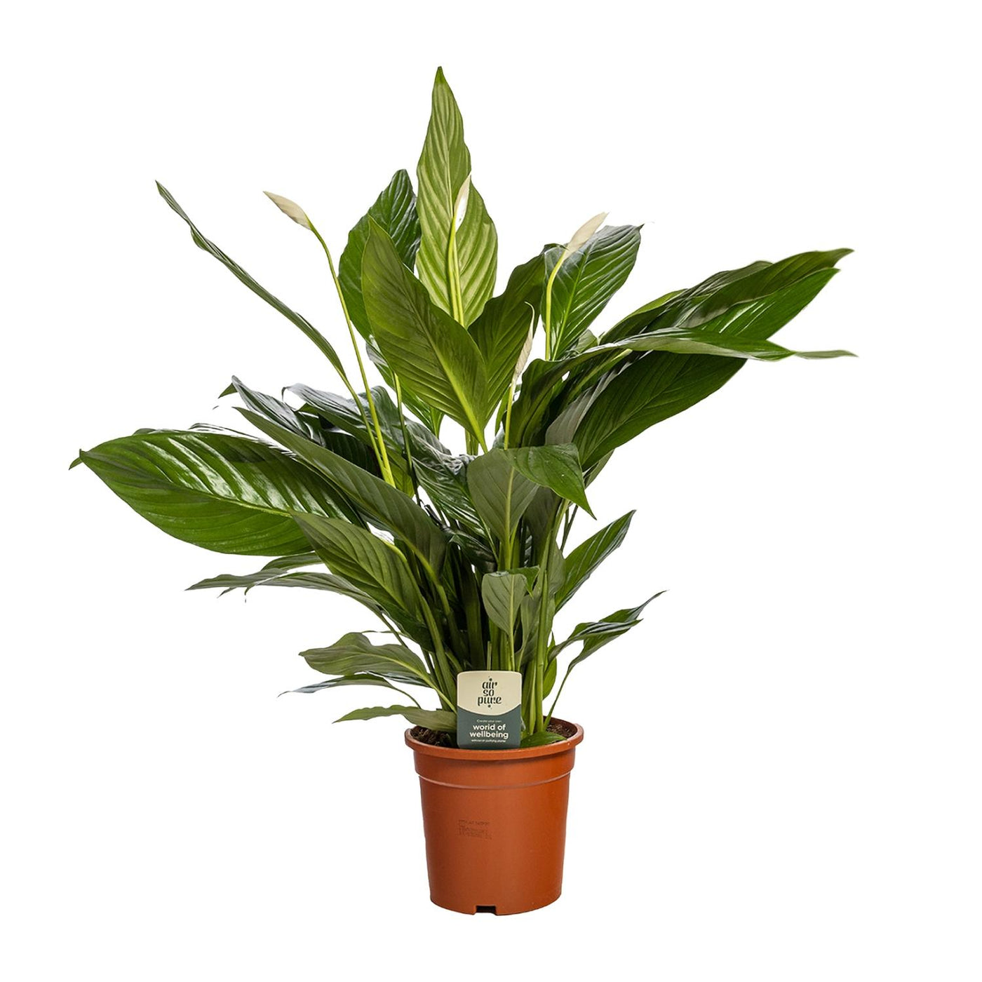 Lepelbloem - Spathiphyllum Bingo Cupido - Ø19cm - ↕80cm