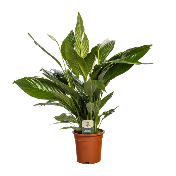 Lepelbloem - Spathiphyllum Bingo Cupido - Ø19cm - ↕80cm