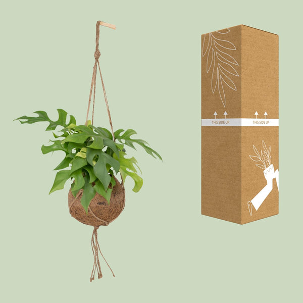 Gatenplant - Kokodama Monstera Minima Hang - Ø15cm - ↕25cm