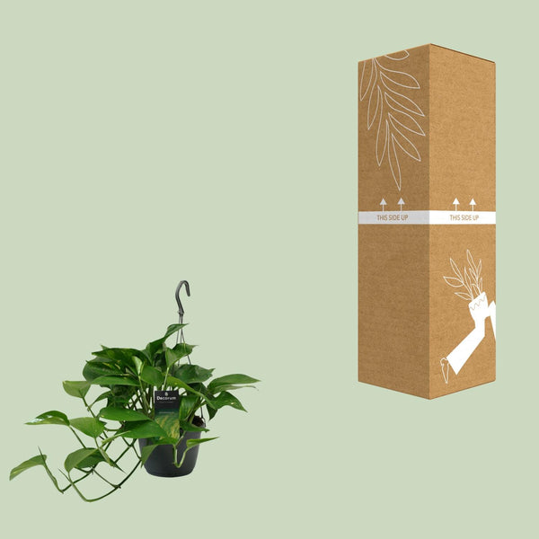 Satijnpothos - Scindapsus pictus - Ø15cm - ↕45cm